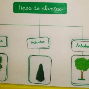 Plantas educación primaria